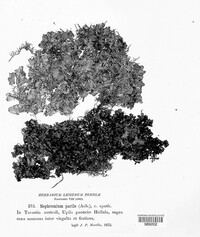 Image of Nephromium parile